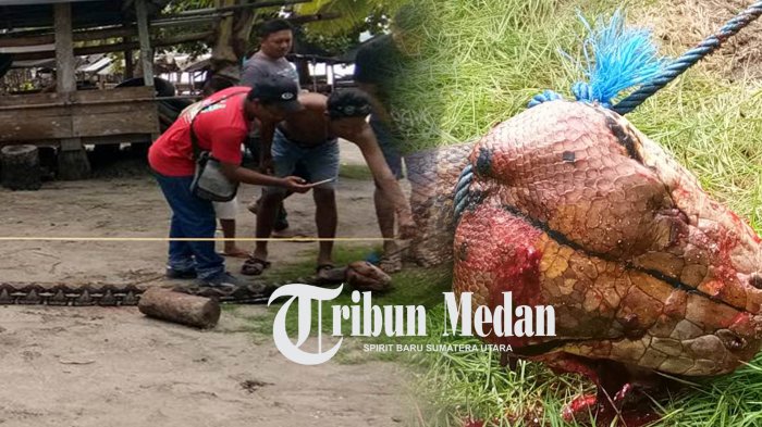 Warga di Pantai Nirwana menangkap ular raksasa.