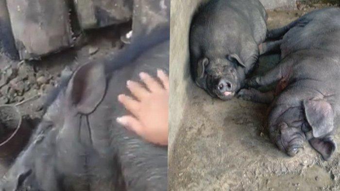 Fakta Ancaman Virus Demam Babi di 7 Kabupaten di Sumatera Utara, Apakah Aman untuk Dikonsumsi?