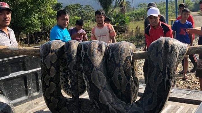 Warga tangkap ular raksasa di sungai Desa Puuwanggudu, Kecamatan Asera, Kabupaten Konawe Utara, Sulawesi Tenggara