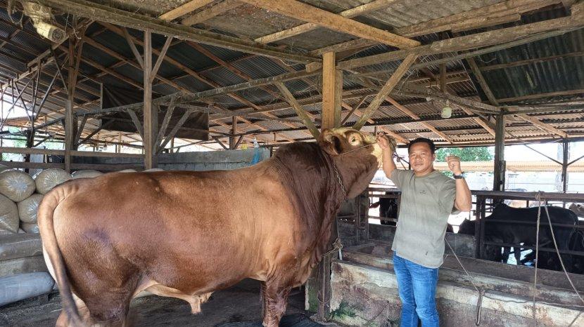36 Sapi Disumbangkan Presiden Prabowo untuk Dikurbankan di Sumut, Ada Jenis Limosin Berat 1,60 Ton 