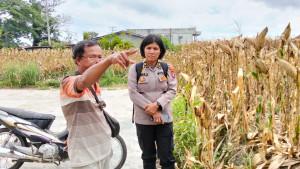 15-ton-jagung-dijual-ke-Bulog-untuk-mendukung-ketahanan-pangan-nasional.jpg
