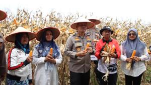 AKBP-Wahyudi-memanen-jagung-hasil-lahan-binaan-Polres.jpg