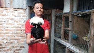 Adi-peternak-ayam-hias.jpg