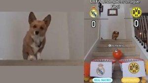 Anjing-viral-prediksi-juara.jpg