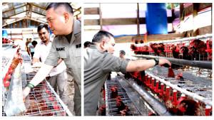 Ayam-petelur-BUMDES-Pakpak.jpg