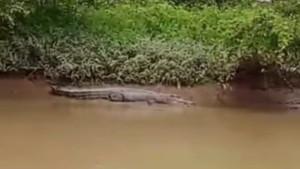 BUAYA-Penampakan-buaya-muara-yang-muncul-dialiran.jpg