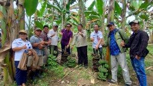 Bicara-Pisang-Kepok-Nias.jpg