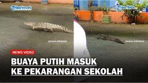 Buaya-Putih-Masuk-ke-Pekarangan-Sekolah.jpg