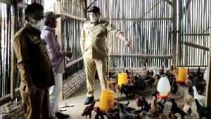 Bupati-lihat-ayam-kampung-Pedaging.jpg