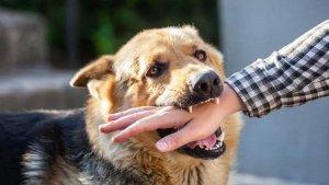 Diterkam-Anjing-Peliharaan.jpg