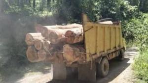 Dugaan-Maraknya-Illegal-Logging-di-Labuhanbatu-Utara_.jpg