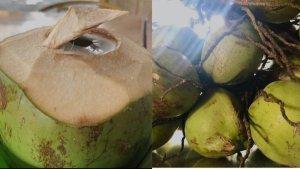Es-kelapa-pandan.jpg