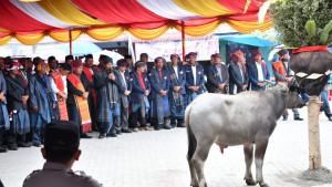 Event-Horja-Bius-memperlihatkan-ritual-Mangalahat-Horbo.jpg