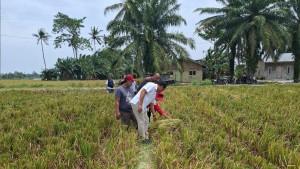 GABAH-SUMUT-Petugas-BULOG-Sumut-meninjau-kondisi.jpg