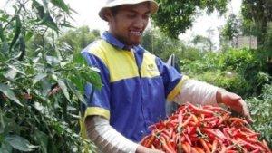 Harga-Cabai-Merah.jpg