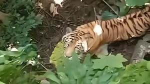 Harimau-Jawa-yang-diklaim-masih-hidup.jpg