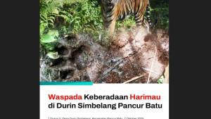 Ilustrasi-Harimau-Salah-satu-kawasan-yang-sempat-ditemui-jejak-harimau_1.jpg