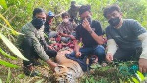 Kondisi-Harimau-Sumatera-Beru-Situtung-yang-diduga-menerkam-dua-orang-petani1.jpg