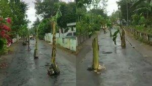 Kondisi-jalan-rusak-setelah-ditanami-pohon-pisang-oleh-warga.jpg