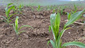 Kondisi-tanaman-jagung-di-salah-satu-lahan-pertanian-warga-di-Kecamatan-Munte.jpg