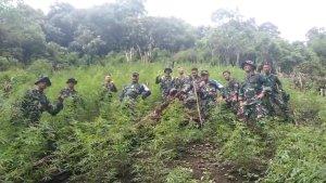 Korem-023KS-Temukan-Ladang-Ganja-di-Madina.jpg