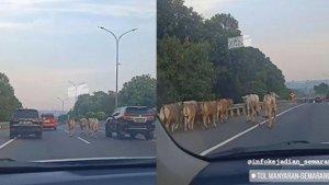 MOMEN-Kawanan-Sapi-Lepas-dan-Kuasai-Jalan-Tol-di-Semarang-Bikin-Geger-Ternyata-dari-Truk-Terbakar.jpg