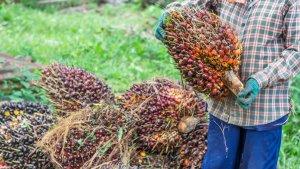 Menkeu-Sri-Mulyani-berencana-menyalurkan-DBH-sektor-perkebunan-kelapa-sawit-sebesar-Rp-34T.jpg