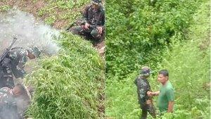 Momen-saat-personel-Kodam-I-Bukit-Barisan-menemukan-ladang-ganja.jpg