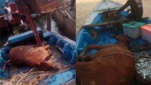 Nelayan-Dapat-Sapi-Hidup-di-Laut.jpg