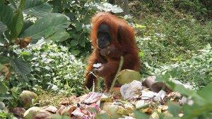 ORANGUTAN-CARI-MAKAN-DI-TEMPAT-SAMPAH.jpg