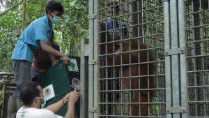 Orangutan-Dikembalikan-ke-Alam-Liar.jpg
