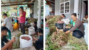 Panen-Bawang-di-Siempat-Rube.jpg