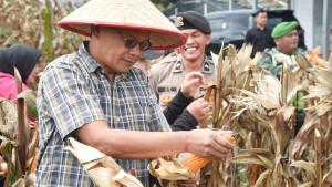 Pemkab-dan-Polres-Humbahas-gelar-panen-raya-jagung.jpg