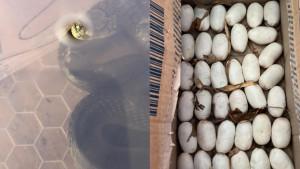 Penampakan-puluhan-butir-telur-Ular-Cobra-Sumatera-yang.jpg