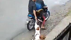 Pencurian-Anjing-di-Jalan-Pukat-VII-Medan.jpg
