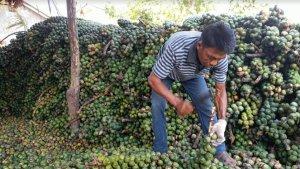 Pengumpul-buah-kolang-kaling-di-Desa-Sei-Limbat-Kecamatan-Selesai-Kabupaten-Langkat.jpg