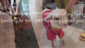 Pengunjung-bawa-kambing-jalan-jalan-ke-Pakuwon-Mall-Surabaya-Barat.jpg