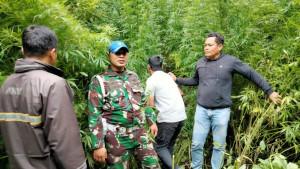 Personel-Kodim-0205TK-berhasil-menemukan-ladang-ganja.jpg