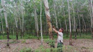 Petani-karet-saat-memanen-getah-karet-di-perkebunan_Ekspor-Karet-Sumut_.jpg