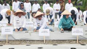 Pj-Gubernur-Sumut-Menanam-Cabai-di-Asahan.jpg