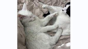 Potret-kucing-wanita-yang-berubah-warna-menjadi-hijau.jpg