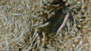 Rimicaris-hybisae-udang-di-celah-gunung-api.jpg