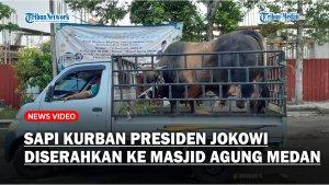 Sapi-Kurban-Presiden-Jokowi-Diserahkan-ke-Masjid-Agung-Medan-Akan-Dibagikan-ke-400-Warga.jpg