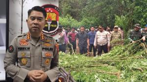 Sebanyak-400-batang-tanaman-ganja-dicabut-dan-dibakar.jpg
