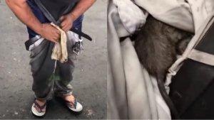 Tikus-Got-Masuk-Celana.jpg