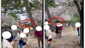 Turis-Diduga-Asal-Indonesia-Viral-di-Jepang-Rontokkan-Bunga-Sakura-Digunjing-Netizen-Luar-Negeri.jpg