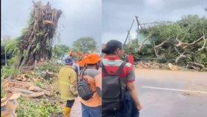 VIRAL-Video-Pohon-Beringin-Tua-Berdiri-Lagi-Usai-Ditebang-Warga-Sebut-Pohon-KeramatFaktanya-Begini.jpg
