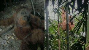 Viral-Orangutan-Sumatera-Nyasar-ke-Pemukiman-Wargadi-Liang-Melas-Datas-Karo.jpg