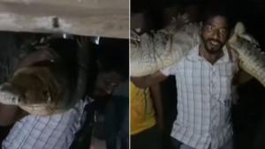 Viral-aksi-pria-di-India-gendong-buaya-seberat-80-kg-di-pundaknya.jpg
