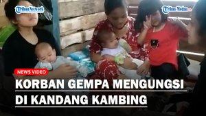 Waga-mengugsi-di-kandang-kambing.jpg